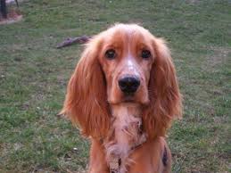 Dies kann die verschiedensten gründe haben, z.b. Pipo Zuhause Gefunden Cocker Rettung E V Wir Helfen Cockern In Not