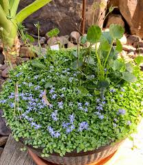 Image result for Vernonia amblyolepis