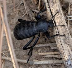 Geographic location of the bug: What Does Idaho Have In Common With Afghanistan Northwest Wildlife Online