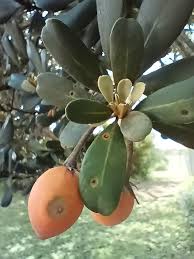 Image result for Mimusops afra