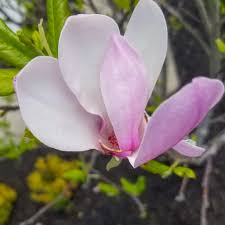 Image result for magnolia soulangeana