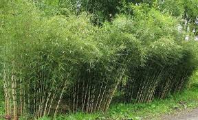 In zone 4b there is a chance of it staying evergreen. 200 Bamboo Seeds Umbrella Fargesia Spathacea Franch Bamboo Seeds Bamboo Plants Tree Seeds