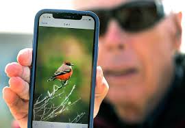 Bird watchers atwitter over rare bird sighting