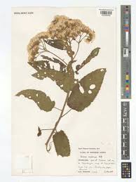 Image result for Vernonia mutimushii