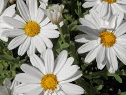 Resultado de imagen para flora y fauna de ayacucho