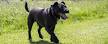 Patterdale Terrier Puppies, Temperament, Pictures