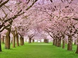 Fonds D Ecran Gratuits Sur Pc Astuces Paysages Printemps Fond D Arbre Paysage
