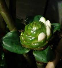 Image result for Costus afer