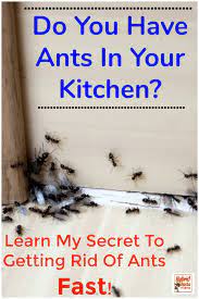 We draw borders around everything i do a mix of baking soda and powdered sugar in a plastic lid set in strategic places. How To Get Rid Of Ants 9 Natural Ways To Prevent Ants Get Rid Of Ants Rid Of Ants Ants In House