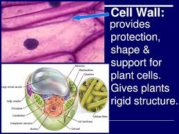 Cell gives the plant cell shape and support. Cell Organelle Flashcard Function Definitions Ppt Download