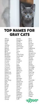 Black And White Kitten Names Unisex 115 Best Gray Cat Names In 2019 For Your Silver Blue Or Lilac Kitty Grey Cat Names Cute Cat Names Kitten Names