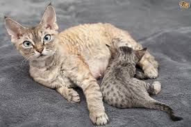Are you excited to know about the developmental stages of your tabby's. Ten Tips On Caring For A Pregnant Cat Pets4homes