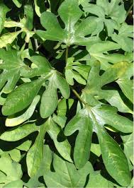 Image result for Adenia digitata