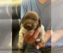 Our dogs have provided countless individuals and families with a loyal pet that has a high aptitude, as well as the ability to provide protection. Puppies For Sale Near Azle Texas Usa Page 1 10 Per Page Puppyfinder Com