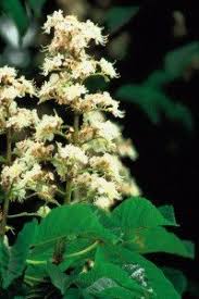 Check spelling or type a new query. White Chestnut The Bach Centre S Guide To The Bach Flower Remedies