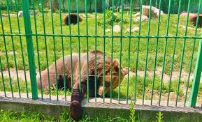 Grădina zoologică de la schönbrunn a fost inaugurată în anul 1752 de franz i. GrÄdina ZoologicÄ Din OraÈul PiteÈti JudeÈul ArgeÈ Locuridinromania Ro