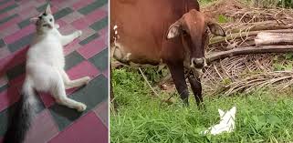 Check spelling or type a new query. Kucing Ini Selalu Hilang Rupa Rupanya Ini Tempat Dia Bermain Sampai Tak Ingat Rumah Ada Video