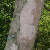 It can be found on many other plants, including sugar maple, boxelder, sweet gum, hackberry, and more. 1