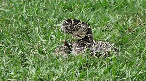 Check spelling or type a new query. Baby Rattlesnake Season In Hampton Roads 13newsnow Com