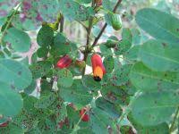 Image result for Rourea coccinea