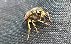 You can identify an infestation by spotting the actual nest or by noticing that wasps are becoming unusually active around your property. Wasps Covid 19 Lockdown Landguard Pest Control Fast Response
