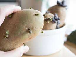 Suchen sie nach estée lauder auf gigagünstig. Potato Varieties And How To Grow And Use Hgtv