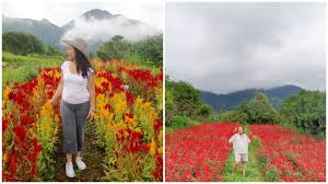 Her flowers also last longer than flowers from other shops or grocery stores. Panoramic Mountain View At Heaven S Peak In Ormoc City