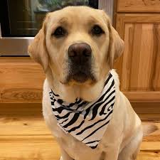 234 次赞 11 条评论 avery angel avery a very yellow lab 在instagram 发布 remembering our veterans on this day and th yellow lab labrador retriever labrador