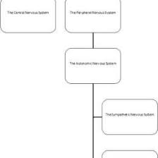 Nervous System Organization Flow Chart Www