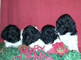 Find blue merle australian shepherd in canada | visit kijiji classifieds to buy, sell, or trade almost anything! Standard Australian Shepherd Puppies Farm Raised Blue Merle Male Fem For Sale In Sherwood Michigan Classified Americanlisted Com