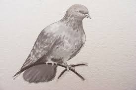 How to draw a dove of peace easy and step by step. How To Draw A Dove Flying Bird Peace Easy Step By Step