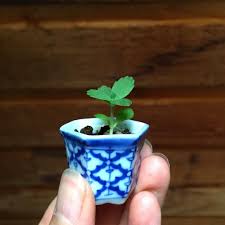 Baby Mother Of Millions Plant Choybot Plants House Plants Flower Garden