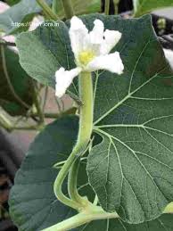 Image result for Lagenaria siceraria