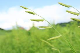 Image result for Eriochloa macclounii