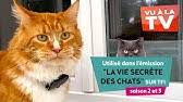 La vie secrète des chats est une émission française de télévision, diffusée depuis le 20 août 2017 sur tf1, présentée par trois experts : Popular Videos La Vie Secrete Des Chats Youtube