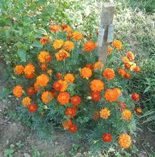 Image result for Tagetes patula
