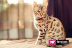 10 Cat Breeds That Have the Absolute Best Personalities ...