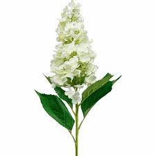 Maybe you would like to learn more about one of these? Panicle Hydrangea Cream White Artificial Hydrangea Silk Flower 98cm 11934 Buy Online