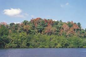 Image result for Malouetia mildbraedii