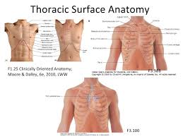 An exception to this rule is those closest to the skin's surface run from the back of the vertebrae to the scapula eg trapezius , rhomboid s, latissimus dorsi , others wrap around the. Thoracic Surface Anatomy Images