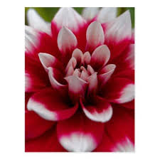 Red And White Dahlia Dahlia X Hortensis Postcard Floral Gifts Flower Flowers Gift Ideas White Dahlias Flowers Floral Cards