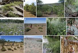 Image result for Anisotes formosissimus