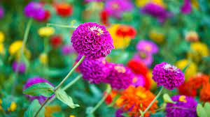 Check spelling or type a new query. 39 Stunning Drought Tolerant Plants For Low Maintenance Landscapes