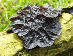 Image result for Exidia sp.