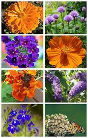 While the plants attract some butterflies, with just a little extra effort, you can create a butterfly sanctuary rather than just a feeding ground. Attracting Monarch Butterflies Butterfly Plants Butterfly Garden Design Butterfly Garden Plants