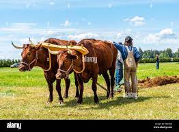 Team Of Oxen Pulling A Plow In The International Plowing Match 2019 International Plowing Match Berthusen Park Lynden Washington Stock Photo Alamy