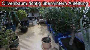 Hierfür eignet sich besonders luftdurchlässiges vlies oder jutematerial. Olivenbaum Uberwintern Olivenbaum Winterhart Oliven Im Topf Giessen Standort Ab Wann Youtube