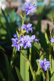 Image result for Aristea ecklonii