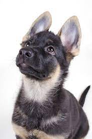 Puppy Shepherd Baby German Shepherds Baby German Shepherds Puppies German Shepherd Puppies