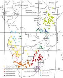 Image result for Hirpicium gracile